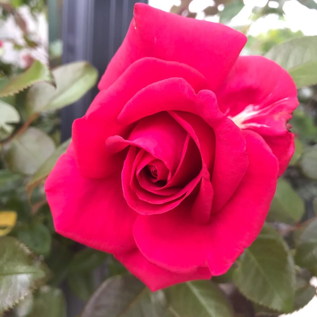 Rose - February