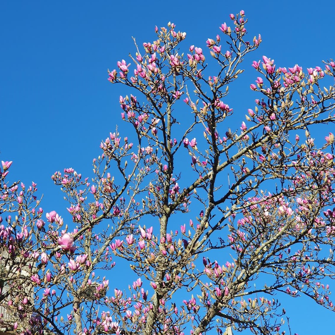 Magnolia February-March