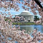 White House Cherry Blossoms April