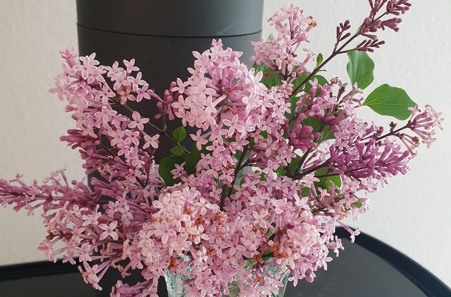 May Flowers Lilac