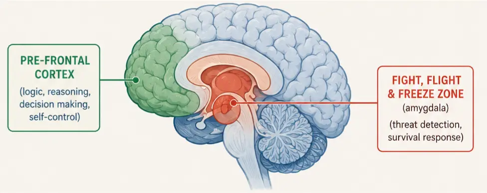 Diagram of the brain's fight, flight, and freeze stress response and pre-frontal cortex